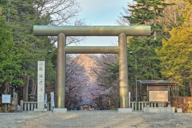 北海道神宮の桜の写真