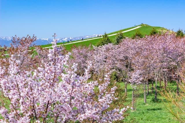 モエレ沼公園の桜の写真