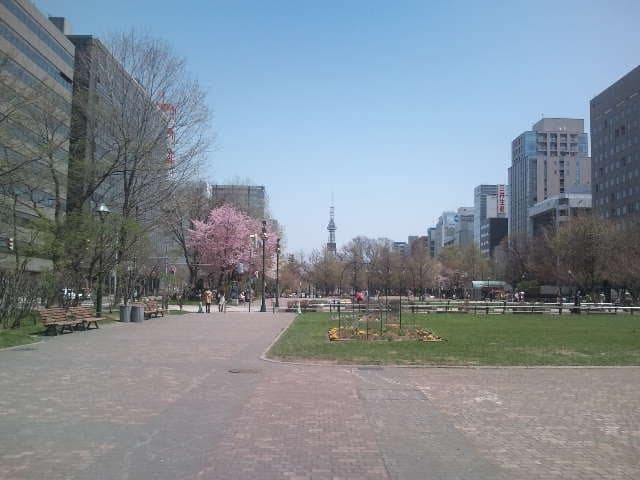 大通公園の桜の写真