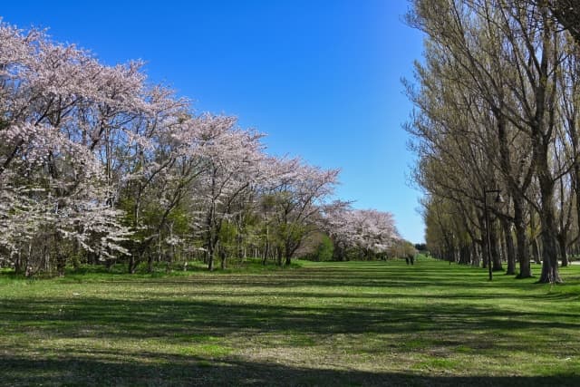 前田森林公園の桜の写真