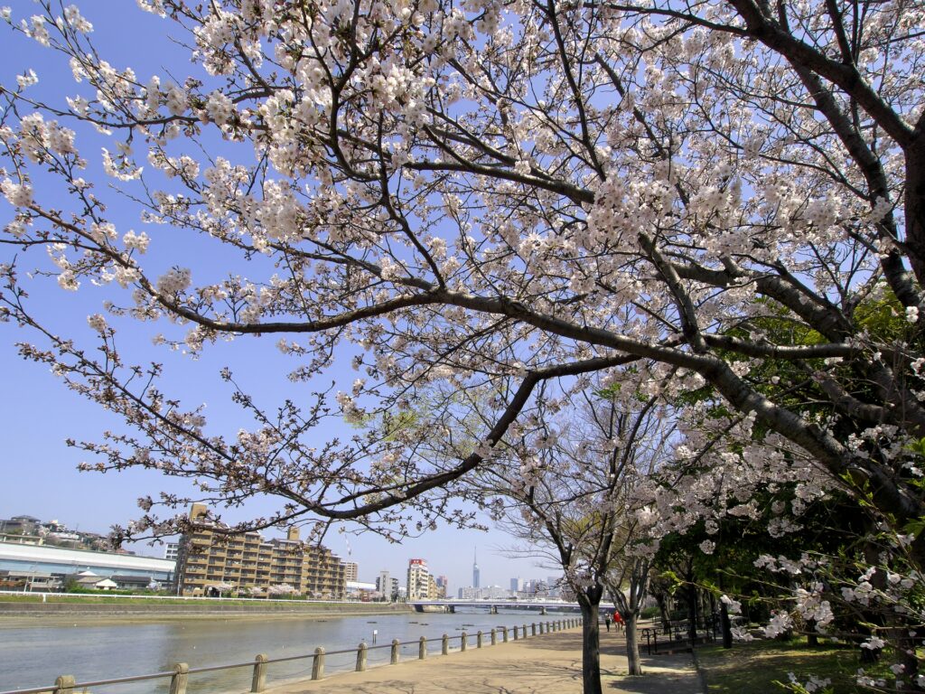 福岡市早良区の室見川と桜