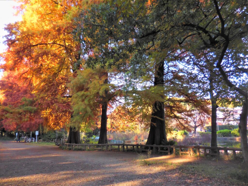 東京都練馬区の紅葉