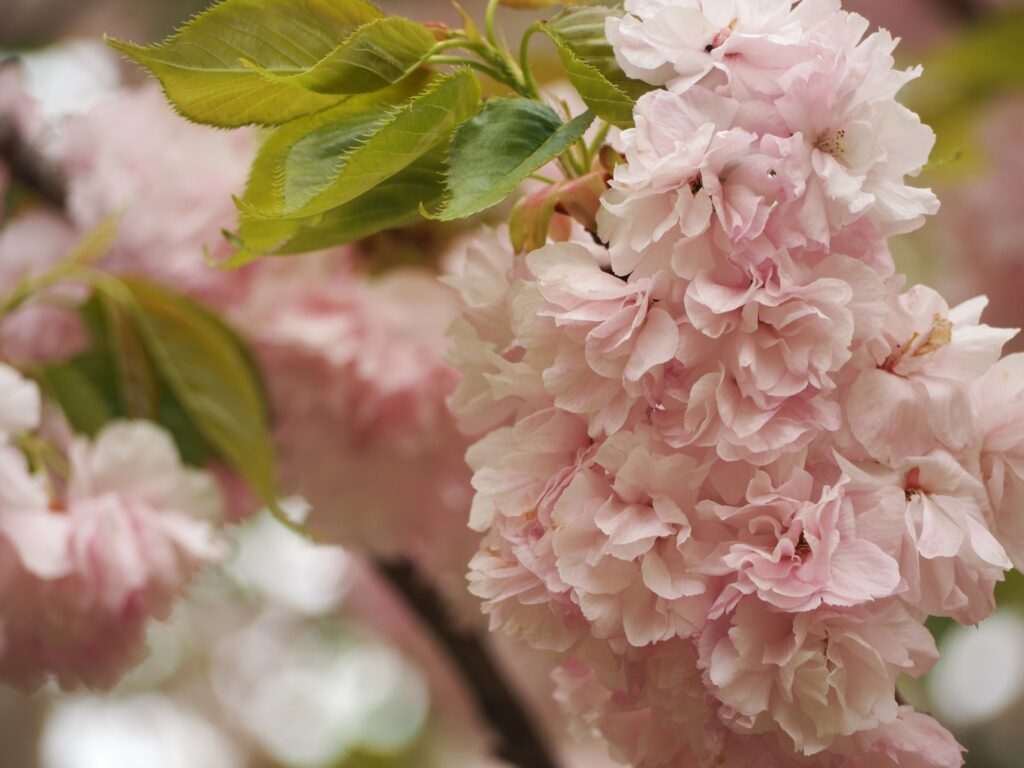 堺市西区の八重桜