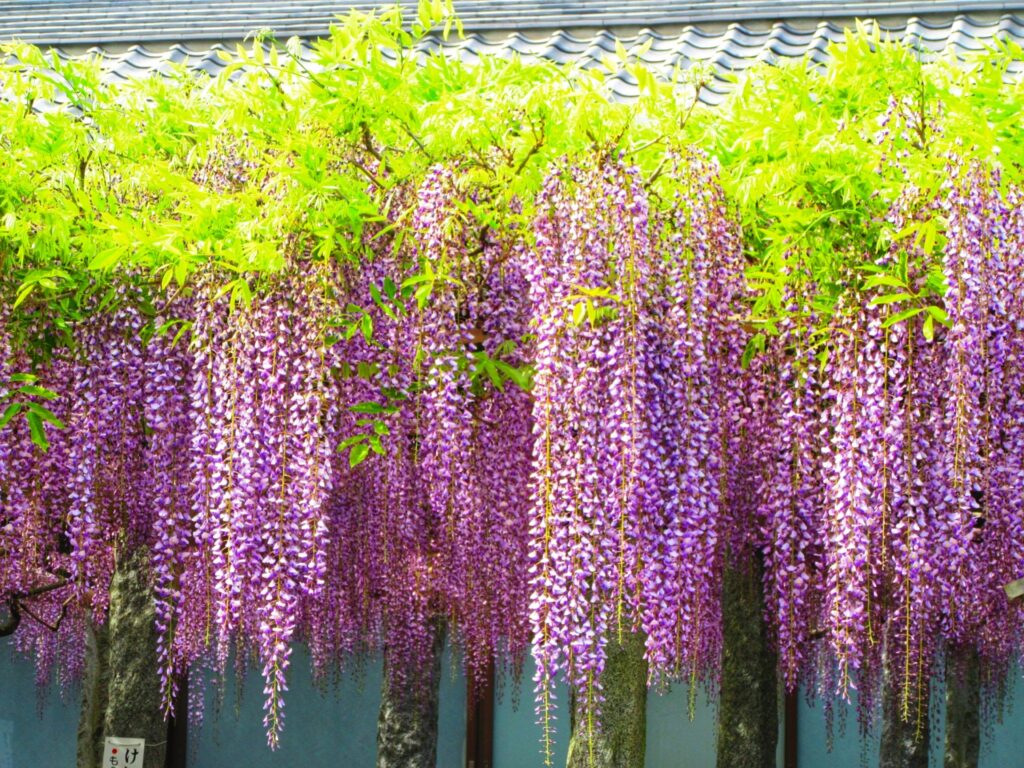 筑紫野市の武蔵寺の藤の花