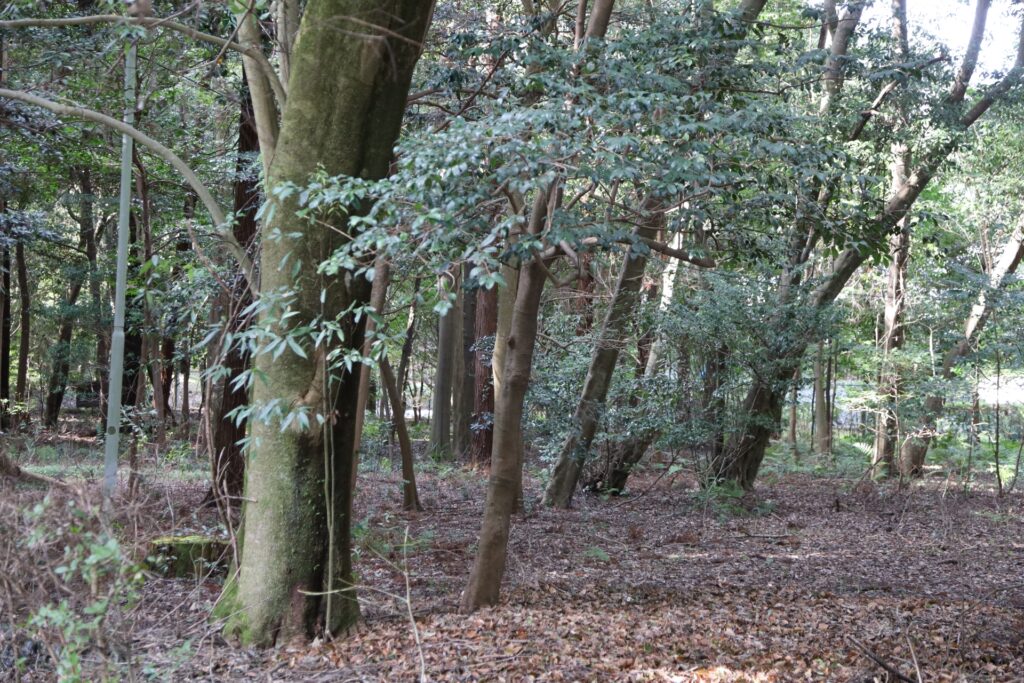 橿原市の橿原神宮の森