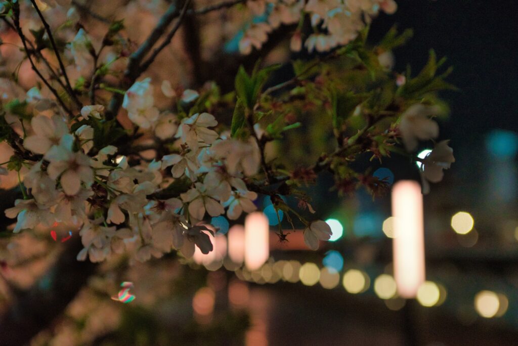 宝塚市の夜桜