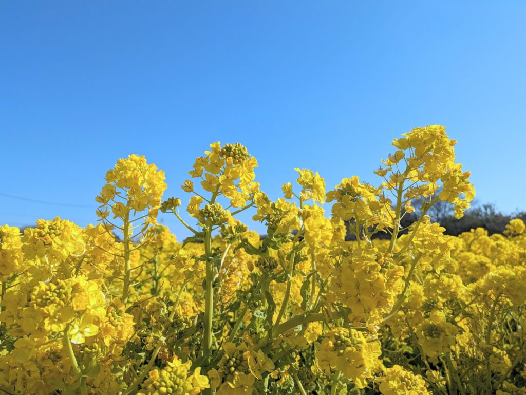 熊本県菜の花畑