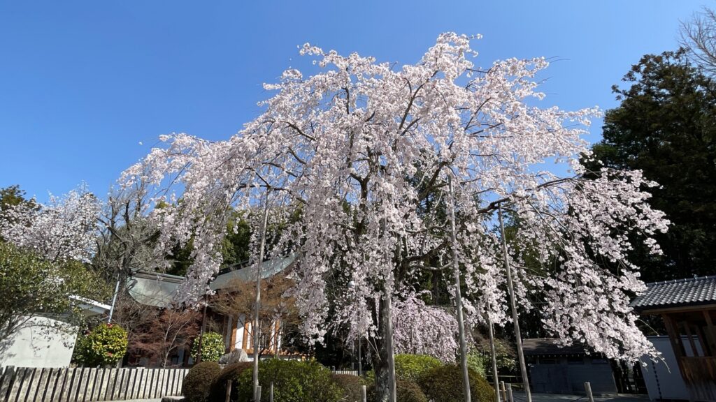 川西市の多田神社の桜