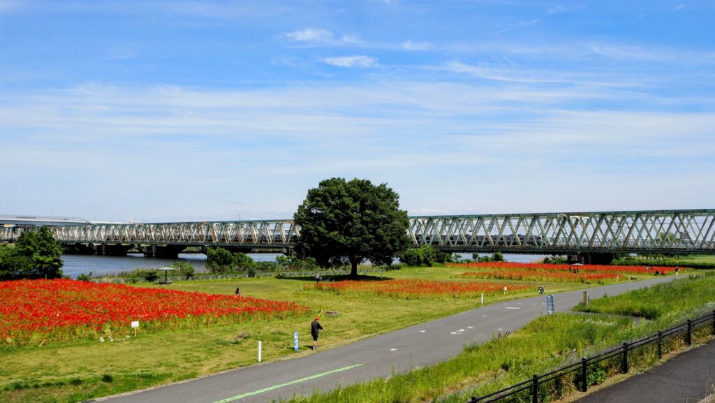 東京都葛飾区の江戸川河川敷
