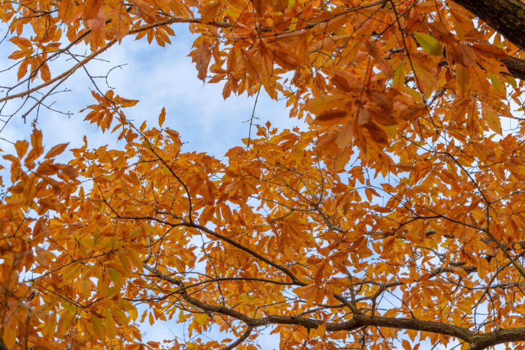 高槻市の紅葉