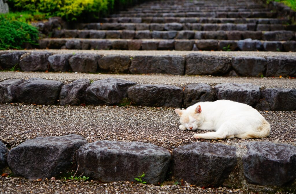 尾道市の石段に座る猫