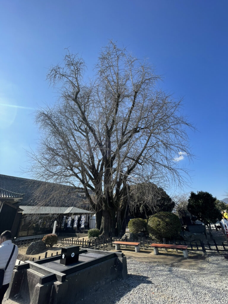 熊本城の写真