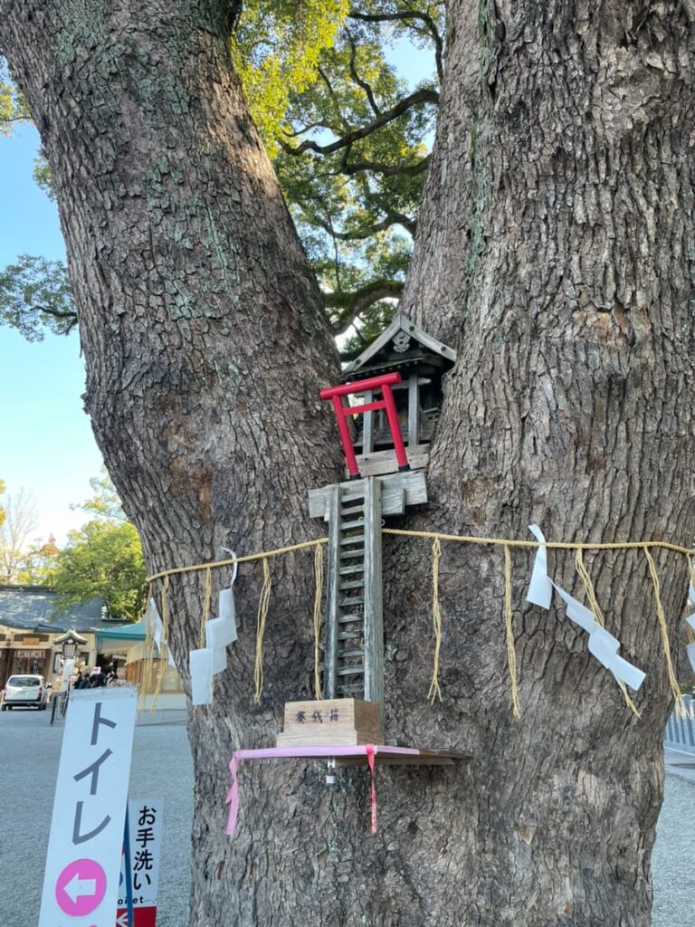加藤神社のくすの木の写真