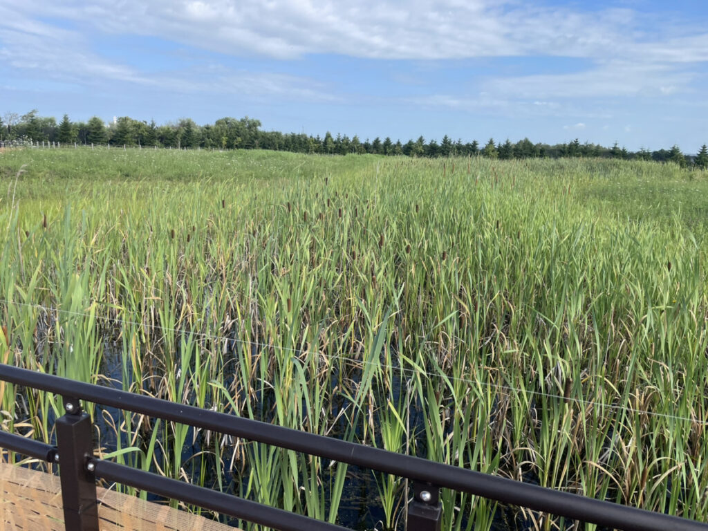 厚別山本公園ビオトープの湿地と水辺の植物