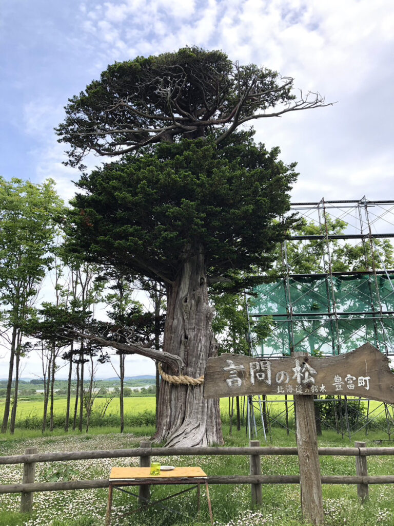 言問の松の写真