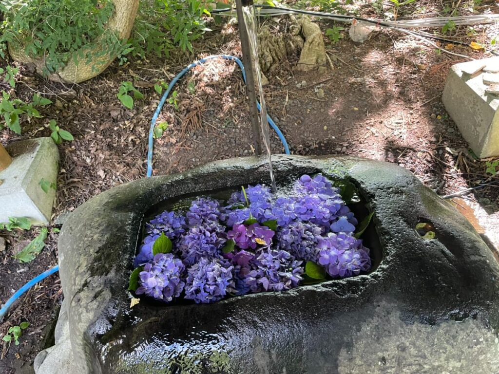 紫陽花が浮かぶ定山渓神社の花手水