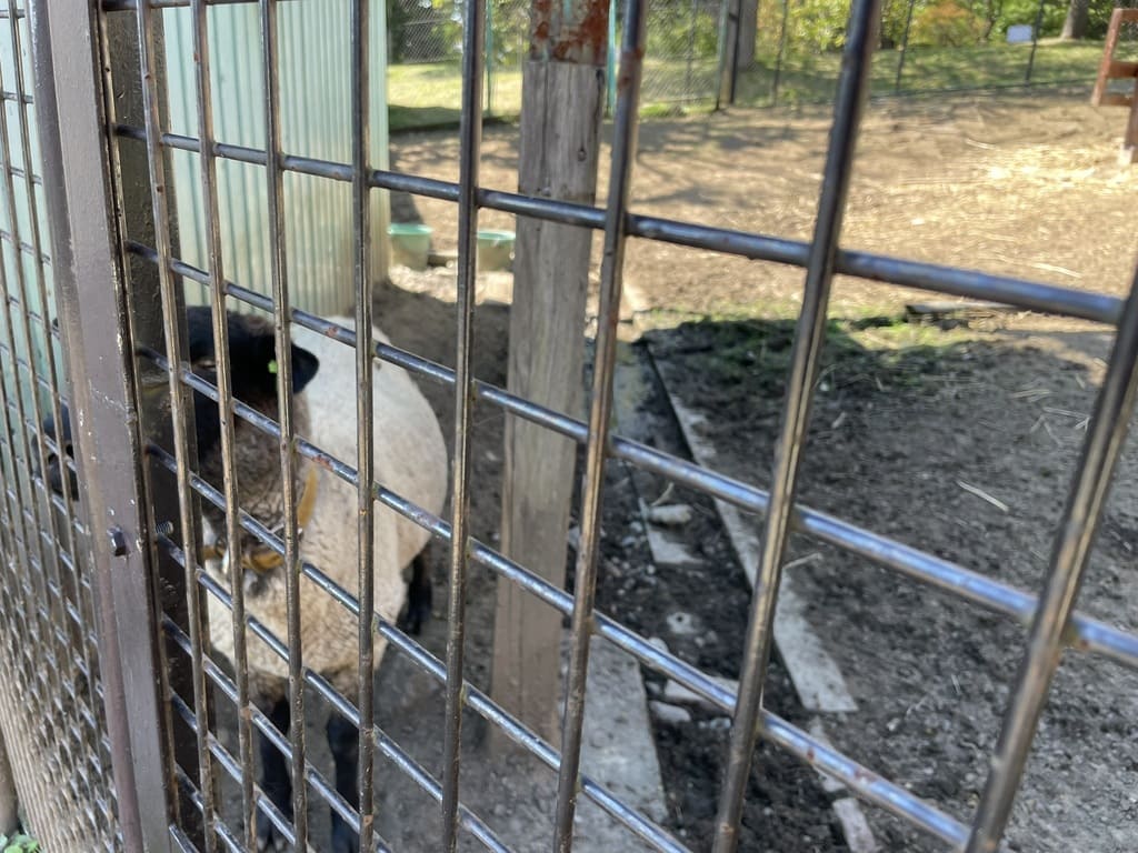 黒い顔と白い毛を柵越しに見せるなかよし動物園のヒツジ