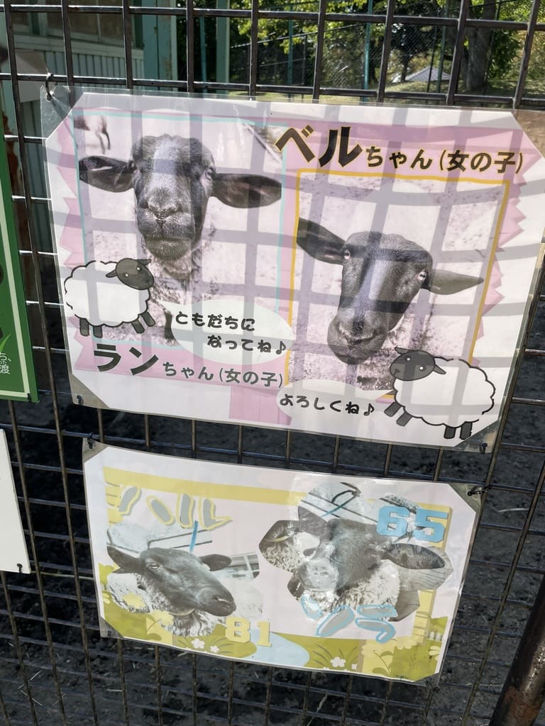 ベルちゃんとランちゃんを紹介するなかよし動物園のヒツジ個体案内