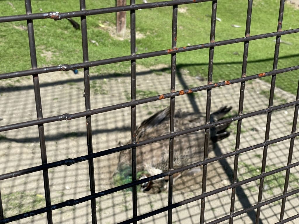 羽を閉じて飼育場を歩く栗山公園なかよし動物園のインドクジャク