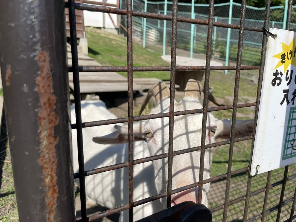 柵の近くから顔を見せる栗山公園なかよし動物園の白いヤギ