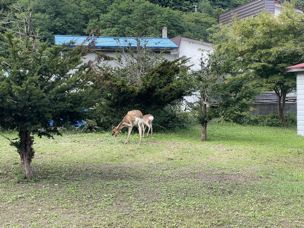 美国神社境内の草地で草を食べる親子と思われる2頭の鹿