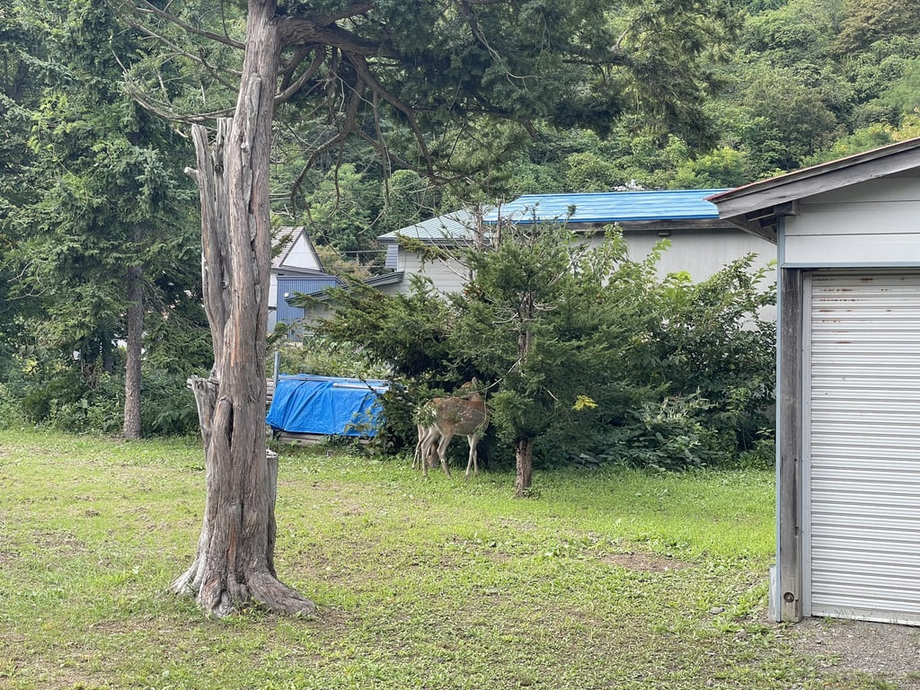 美国神社境内の木々の近くへ移動した鹿
