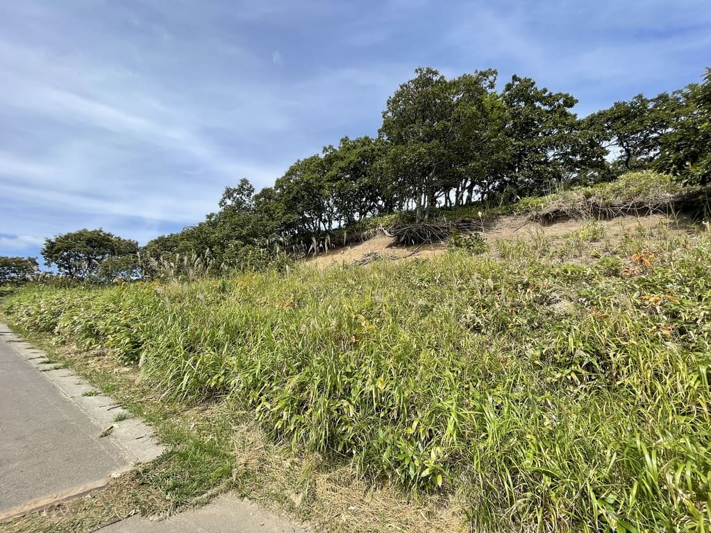 積丹岬灯台へ向かう遊歩道沿いの自然