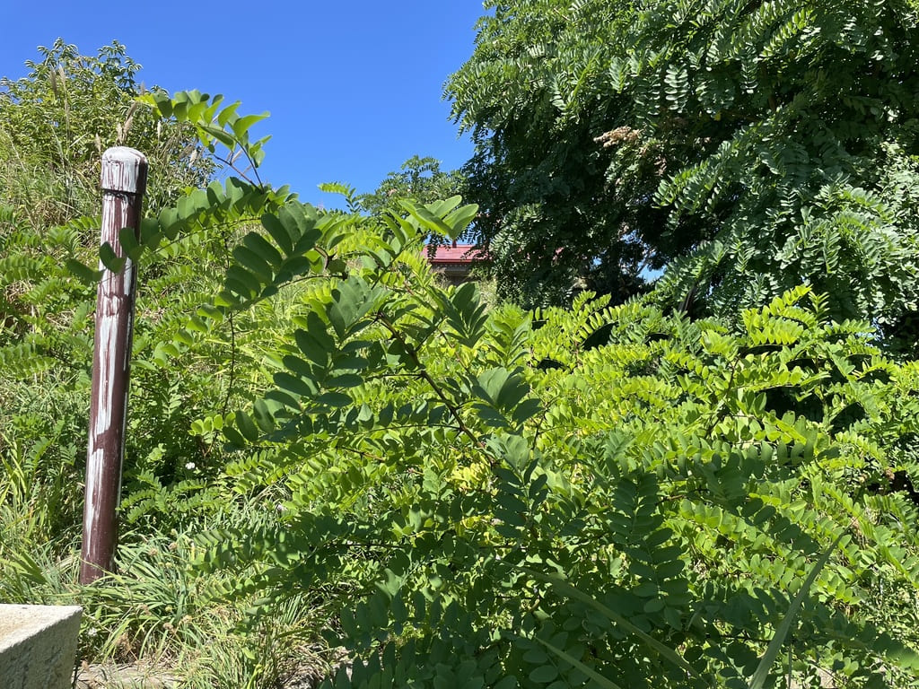 草木が大きく伸びた厚田八幡神社の石段と参道