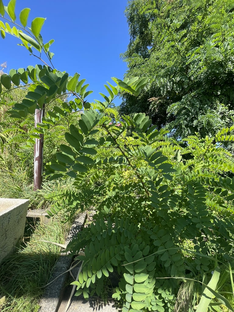 厚田八幡神社の石段周辺に大きく伸びた草木