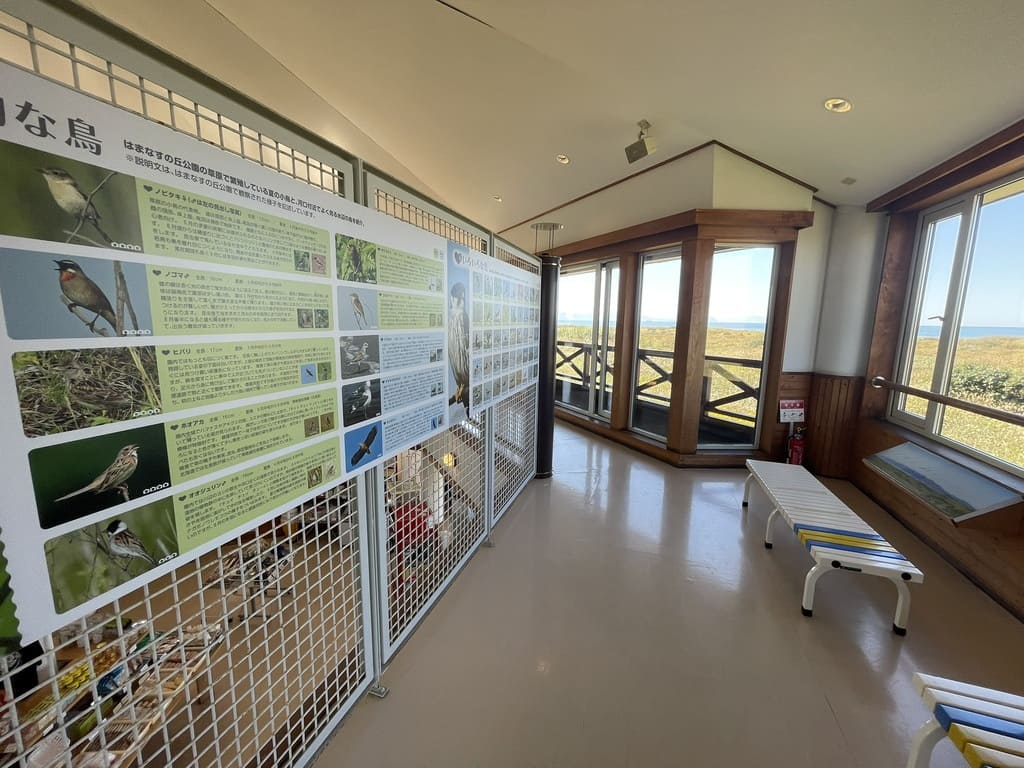 はまなすの丘公園で見られる野鳥の展示