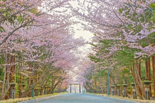 円山公園の桜の写真