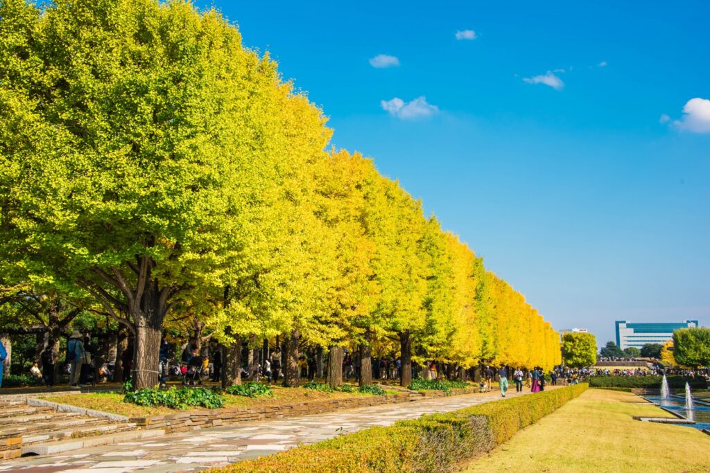 国営昭和記念公園のイチョウ並木