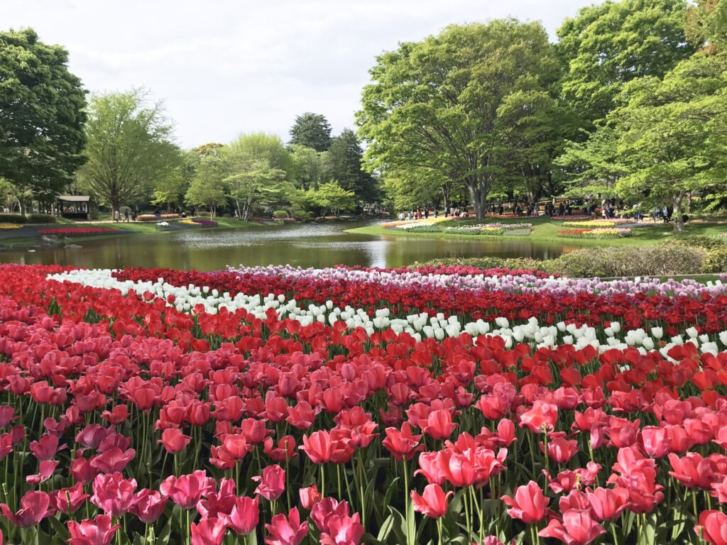 国営昭和記念公園のチューリップ