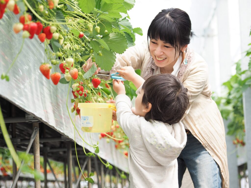 横浜市泉区の自然館 泉でいちご狩り