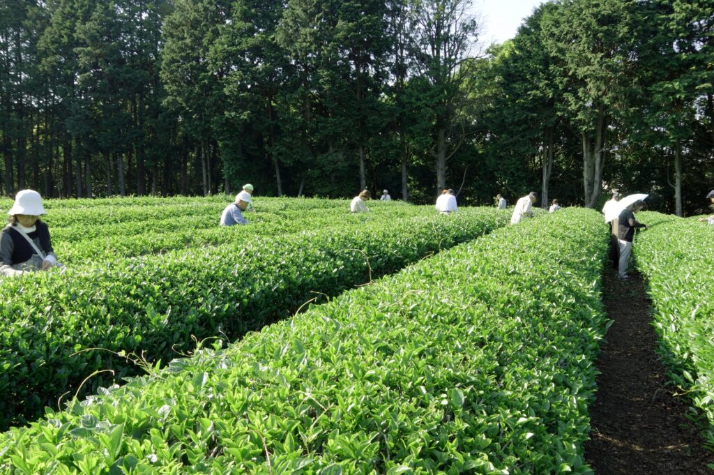 静岡県掛川市の茶摘み体験