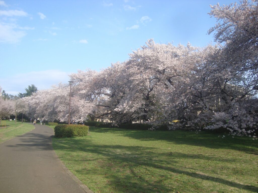 東京都三鷹市の野川公園の桜