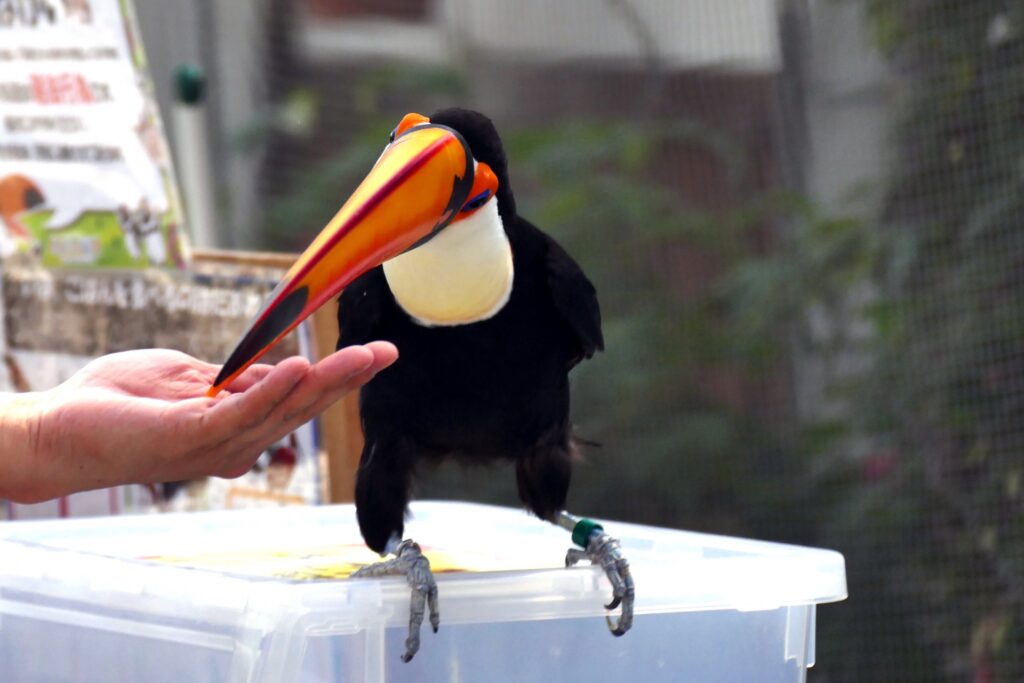 静岡県掛川市の鳥に餌をやる人 静岡県掛川市の鳥に餌をやる人