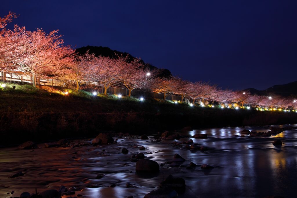 神奈川県横浜市の柏尾川桜まつりの夜桜ライトアップ