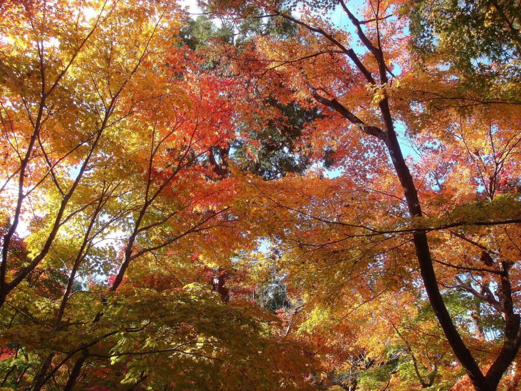 京都府京都市左京区の紅葉