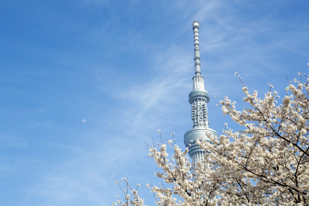 墨田区の隅田公園の桜とスカイツリー