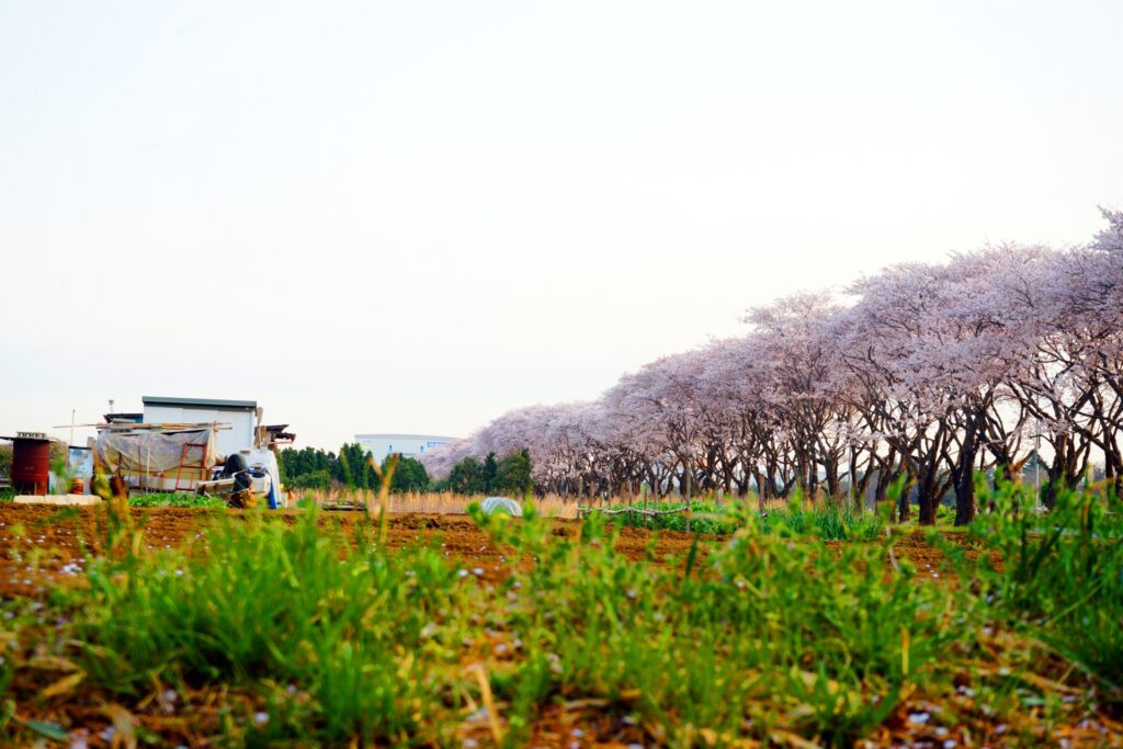 横浜市瀬谷区の満開の桜で覆われた海軍道路
