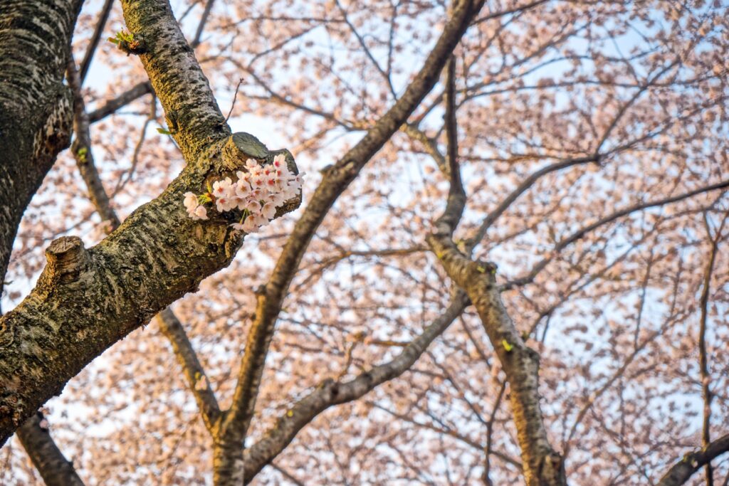 横浜市瀬谷区の春の海軍道路の桜並木
