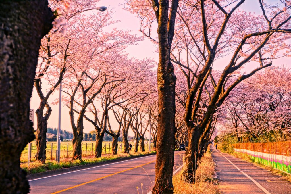 横浜市瀬谷区の海軍道路の桜まつりの風景