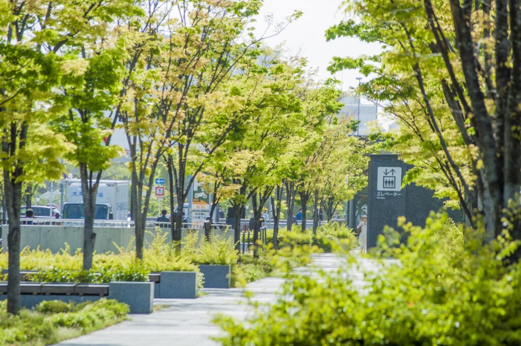 緑橋周辺の街路樹