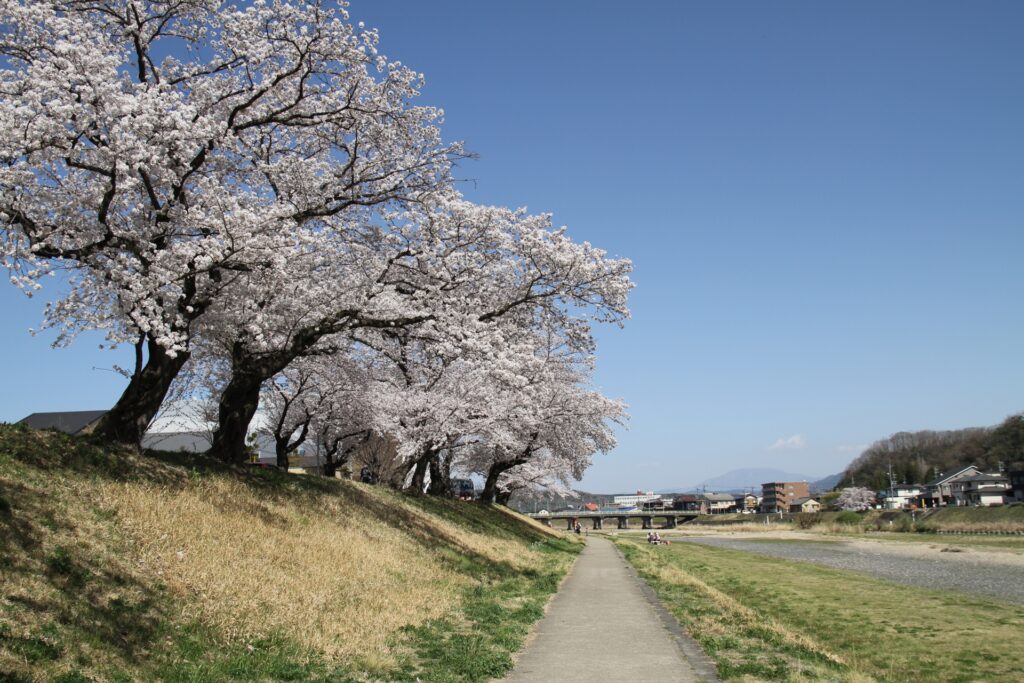 多治見市土岐川の桜並木