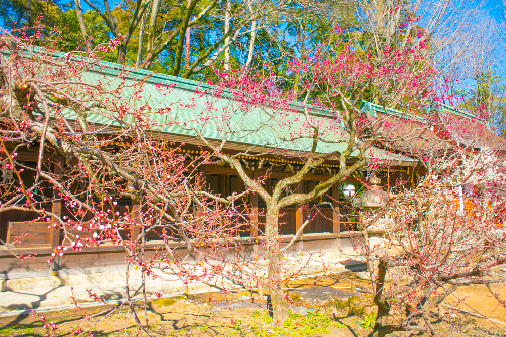 京都府京都市北区の梅と神社 京都府京都市北区の梅と神社