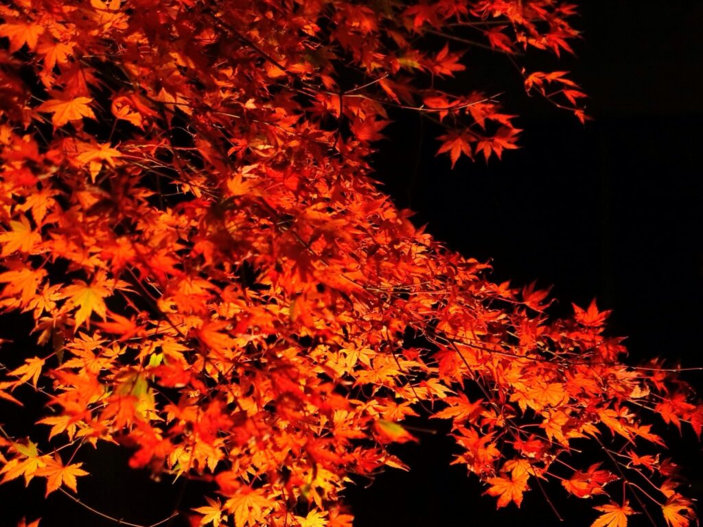 高岡市のライトアップされた紅葉