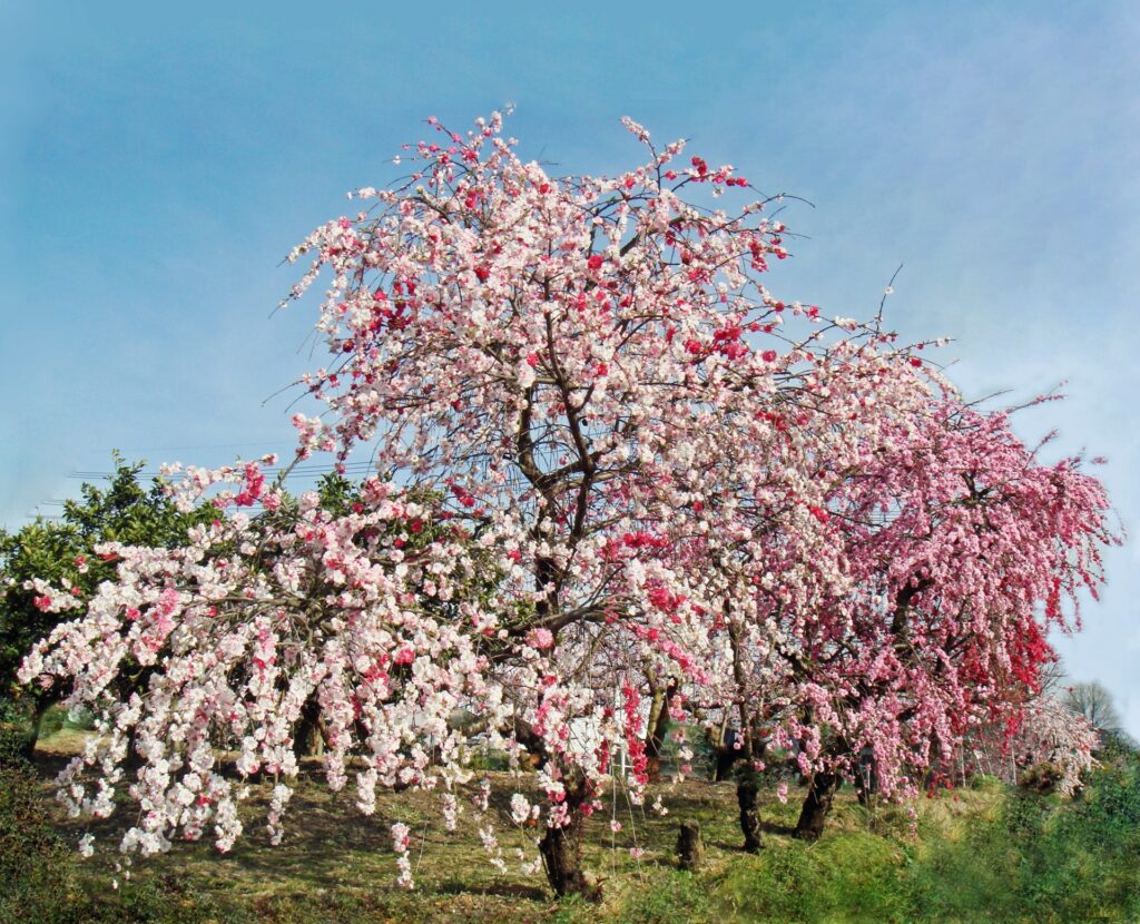 小牧市の桃花台エリア