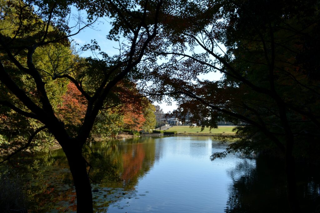横浜市都筑区の都筑中央公園の池