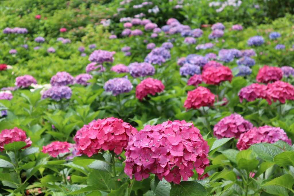 左京区の京都植物園